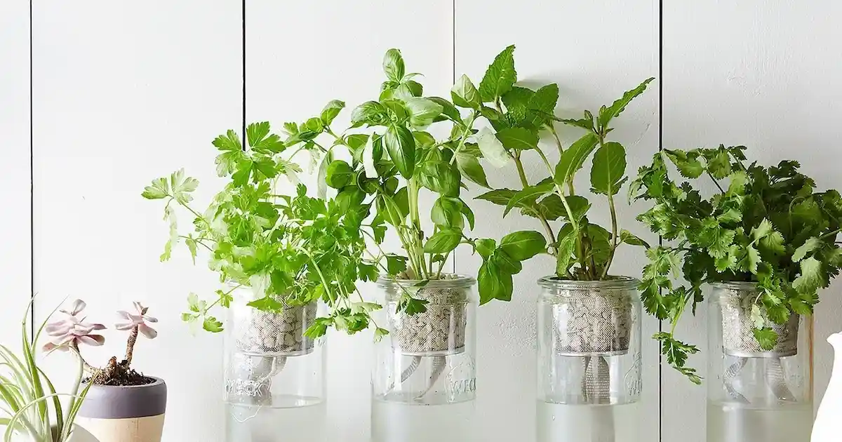 Herbs growing in jars