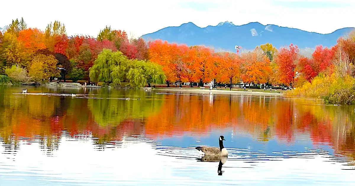 Canada Goose on Trout Lake, Vancouver, Canada